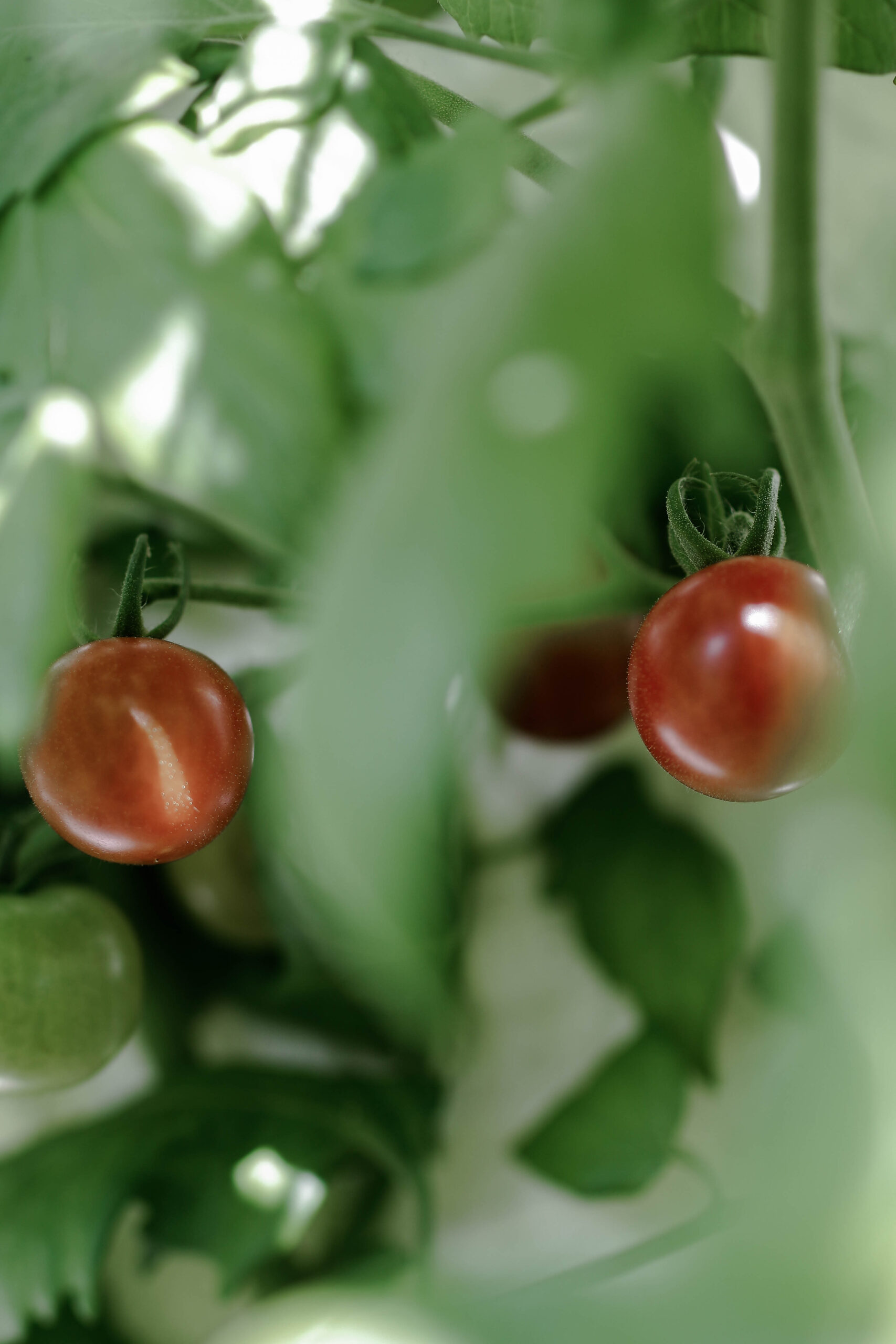 Urban Gardening: Gemüsegarten in Töpfen und Kübeln