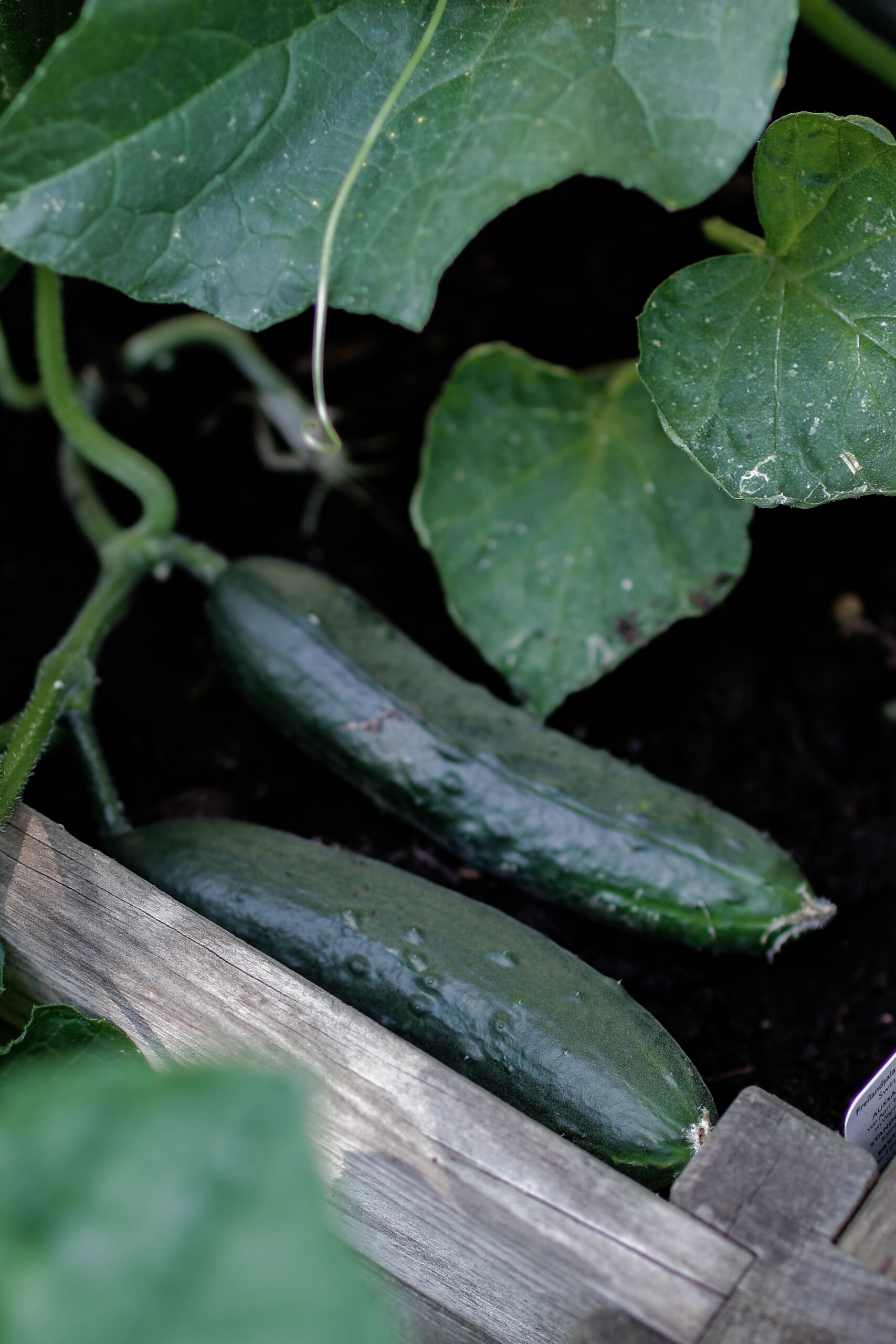Urban Gardening Gemüsegarten in Töpfen und Kübeln Soul Bakery
