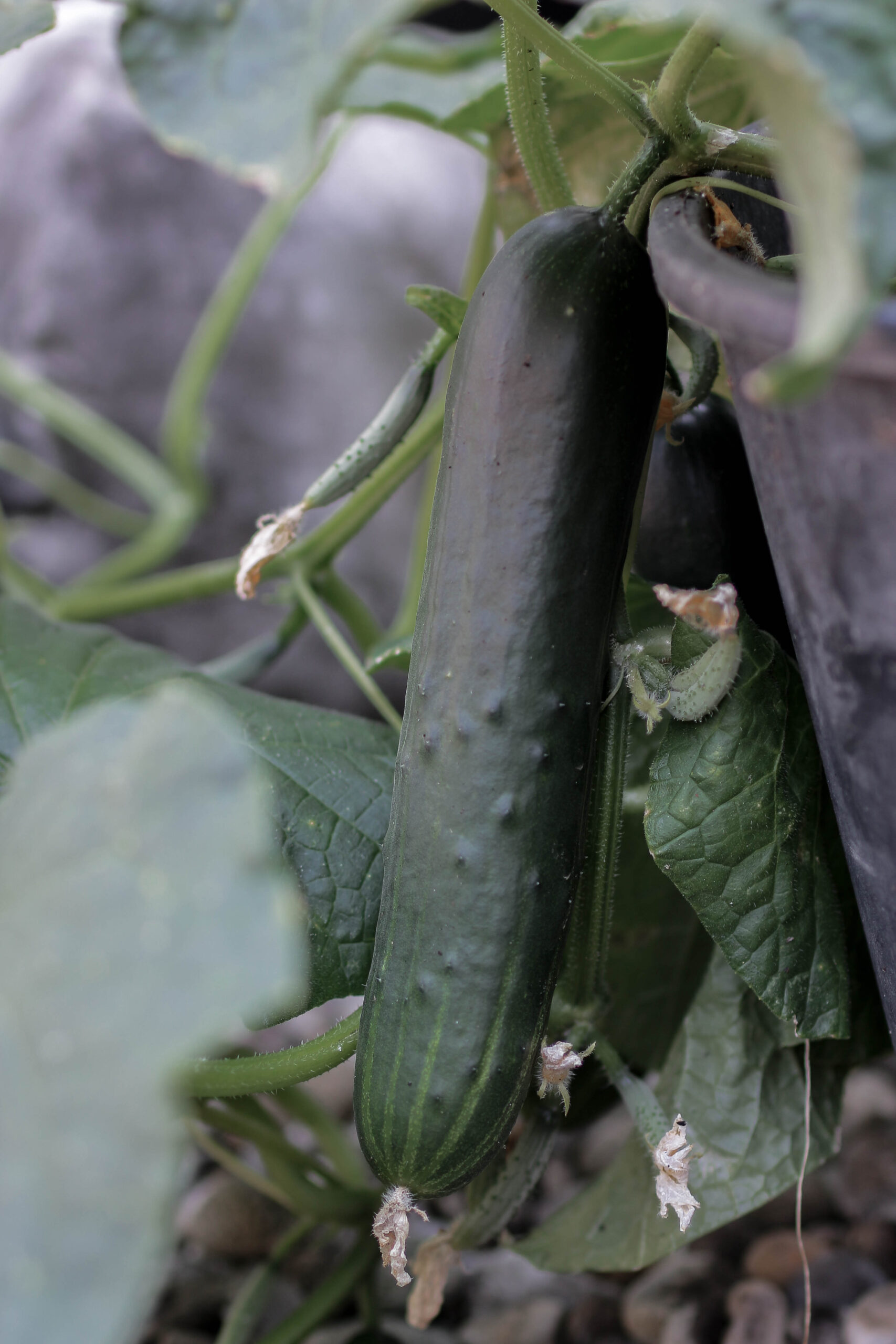 Urban Gardening Gemüsegarten in Töpfen und Kübeln Soul Bakery