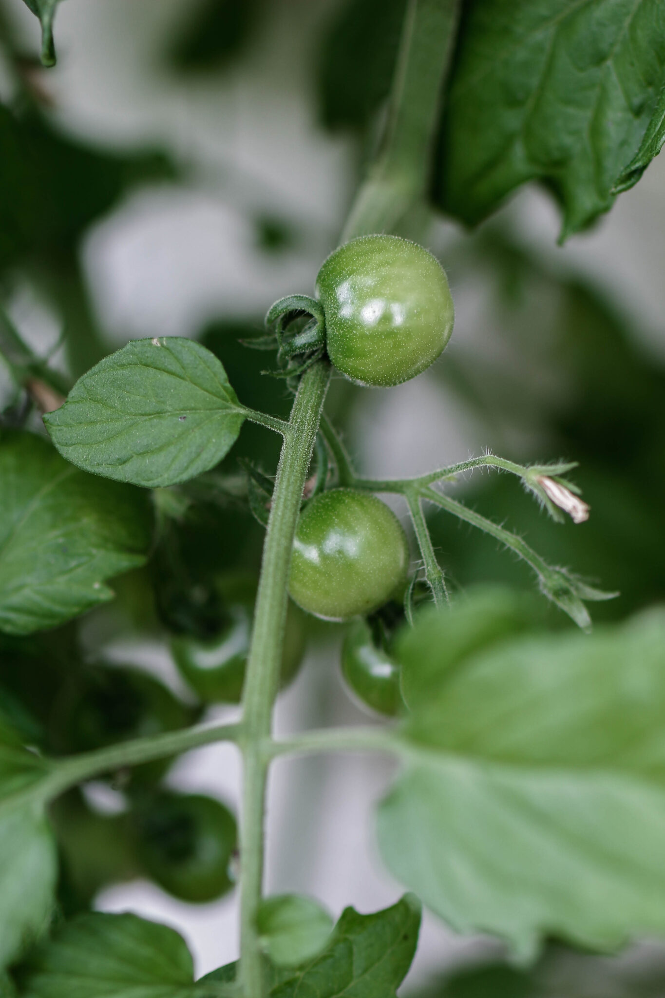 Urban Gardening Gemüsegarten in Töpfen und Kübeln Soul Bakery