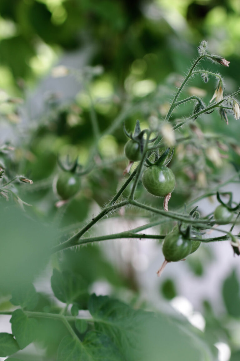 Urban Gardening Gemüsegarten in Töpfen und Kübeln Soul Bakery